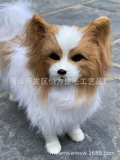 2026包头蝴蝶犬厂家价格参考：正规繁育基地推荐与选购指南