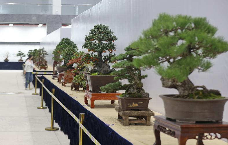 2026连云港盆景本地实体店盘点:花艺造景与绿植养护服务商指