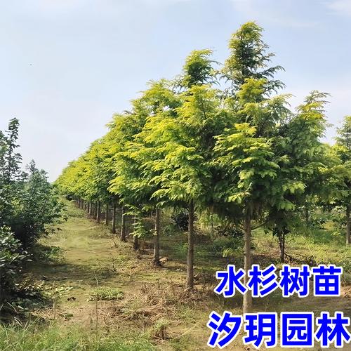 2026年中山苗木盆景供货服务商推荐:源头厂家与工程养护指南