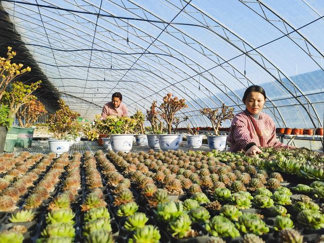 2026年达州多肉植物种植厂家5大推荐：源头直供与选购避坑指