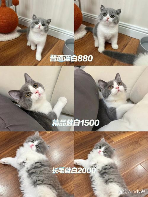 2026白城英短蓝猫配种推荐:正规繁育基地与价格参考