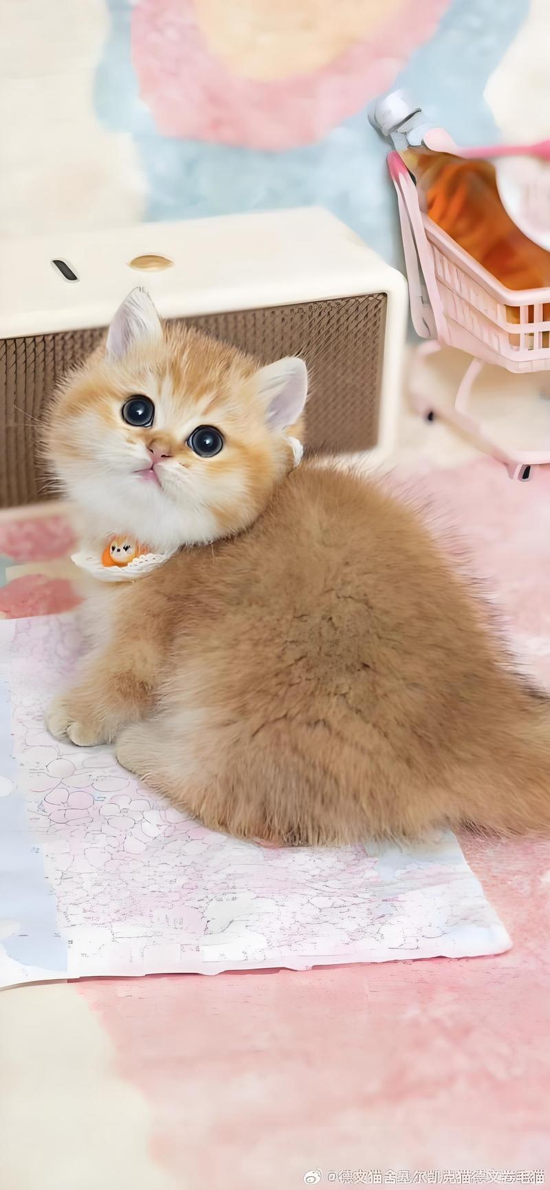 银川曼基康矮脚猫厂家怎么选?正规避坑指南与价格参考
