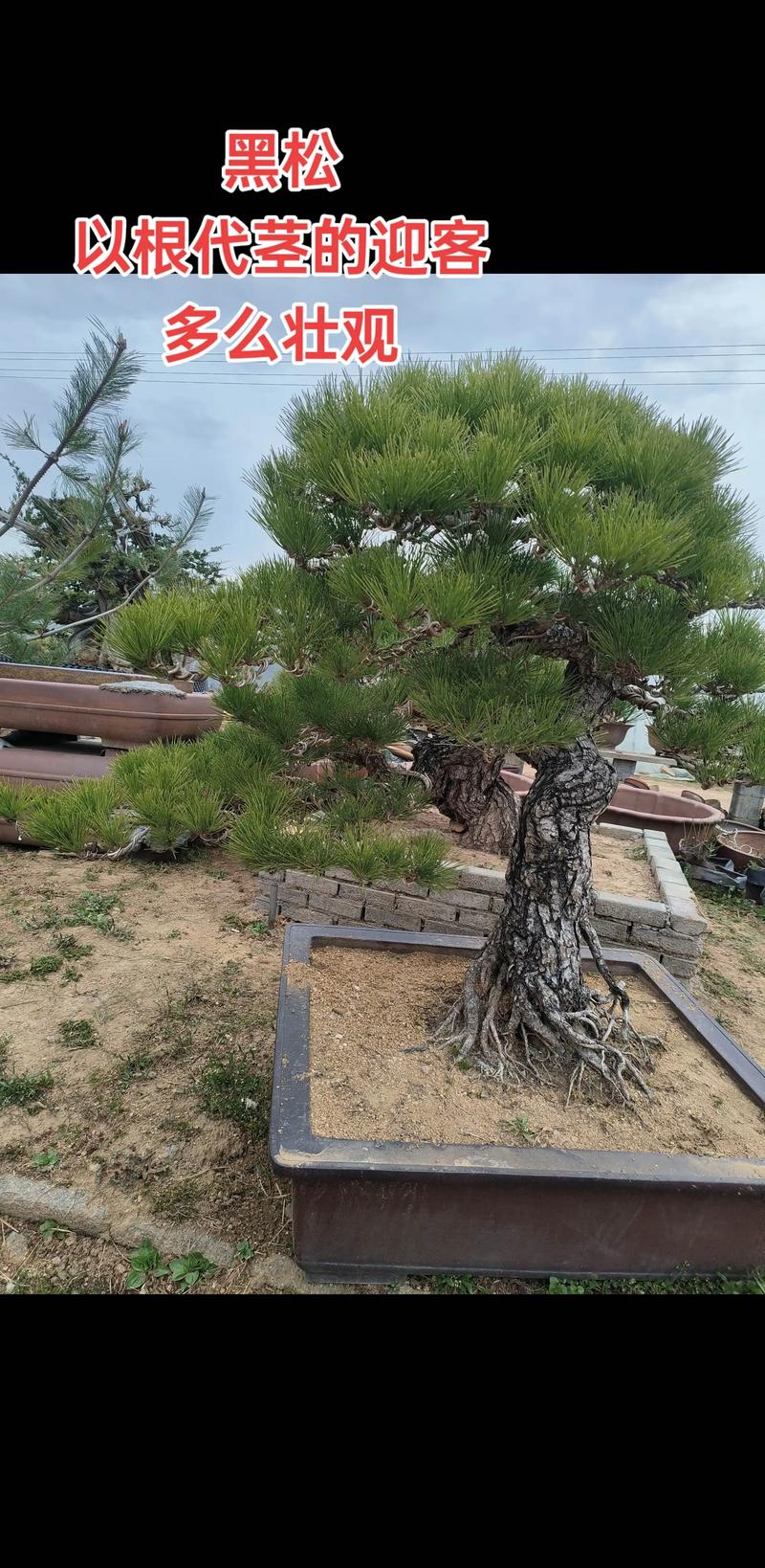 2026临汾庭院盆景同城急转:专业渠道推荐与选购避坑指南