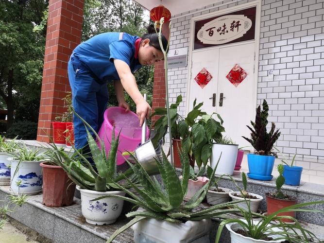 2026六盘水盆景上门养护团队推荐指南：价格、避坑与专业服务