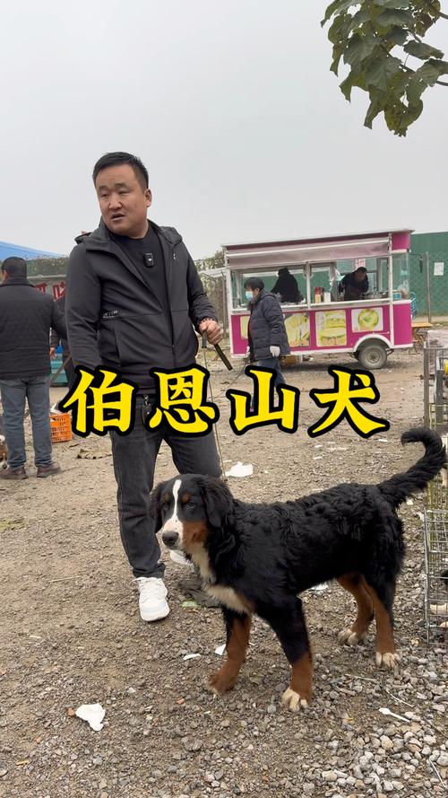 滨州伯恩山纯种怎么选？2026年正规商家与价格避坑指南
