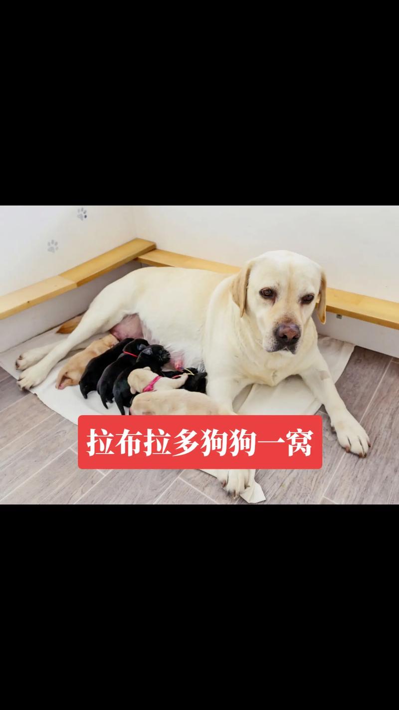 芜湖拉布拉多配种前5名推荐与避坑指南:正规犬舍、价格及口碑盘