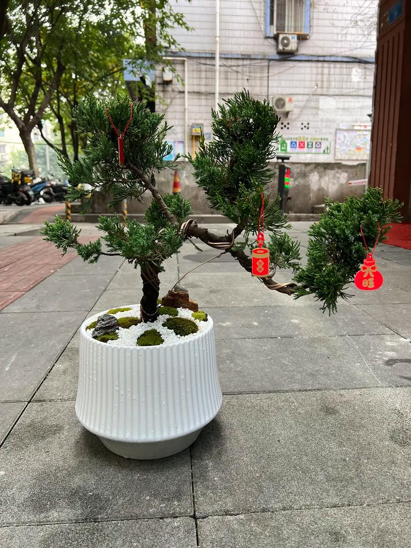 2026临汾盆景门店正规推荐:怎么选?TOP3口碑品牌与避坑