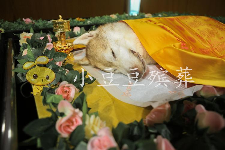 2026年乐山宠物殡葬服务商前5名盘点:正规靠谱与避坑指南