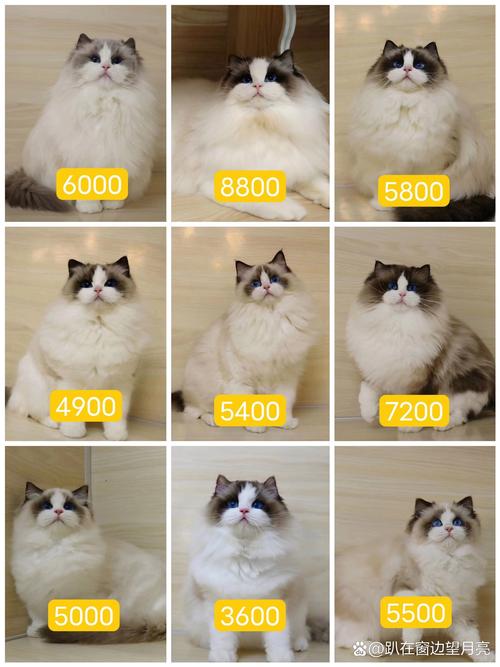 2026抚顺猫咪市场分析：布偶猫纯种费用与正规繁育商推荐