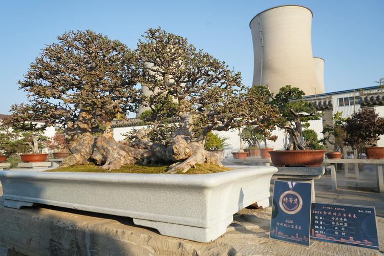 2026淮安盆景租赁服务商推荐与选购攻略