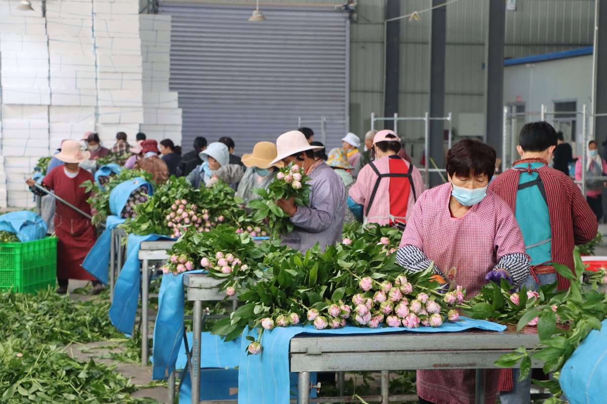 七台河鲜花工厂专业推荐:2026年优质鲜花源头供货商与避坑指