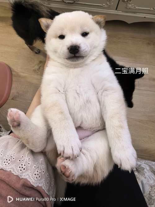 2026年阜新宠物售卖TOP5推荐清单：正规品牌与服务口碑盘