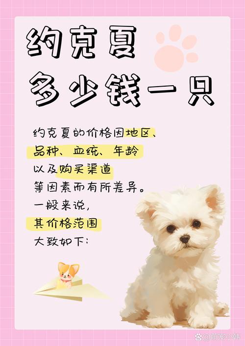 雅安约克夏纯种价格多少?正规犬舍推荐与避坑指南