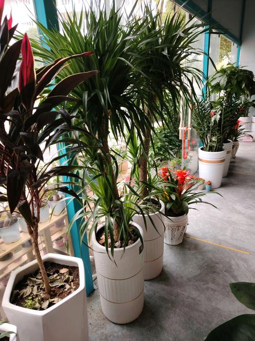 贵阳哪里有观赏绿植出售？2026年贵阳观赏绿植市场口碑TOP