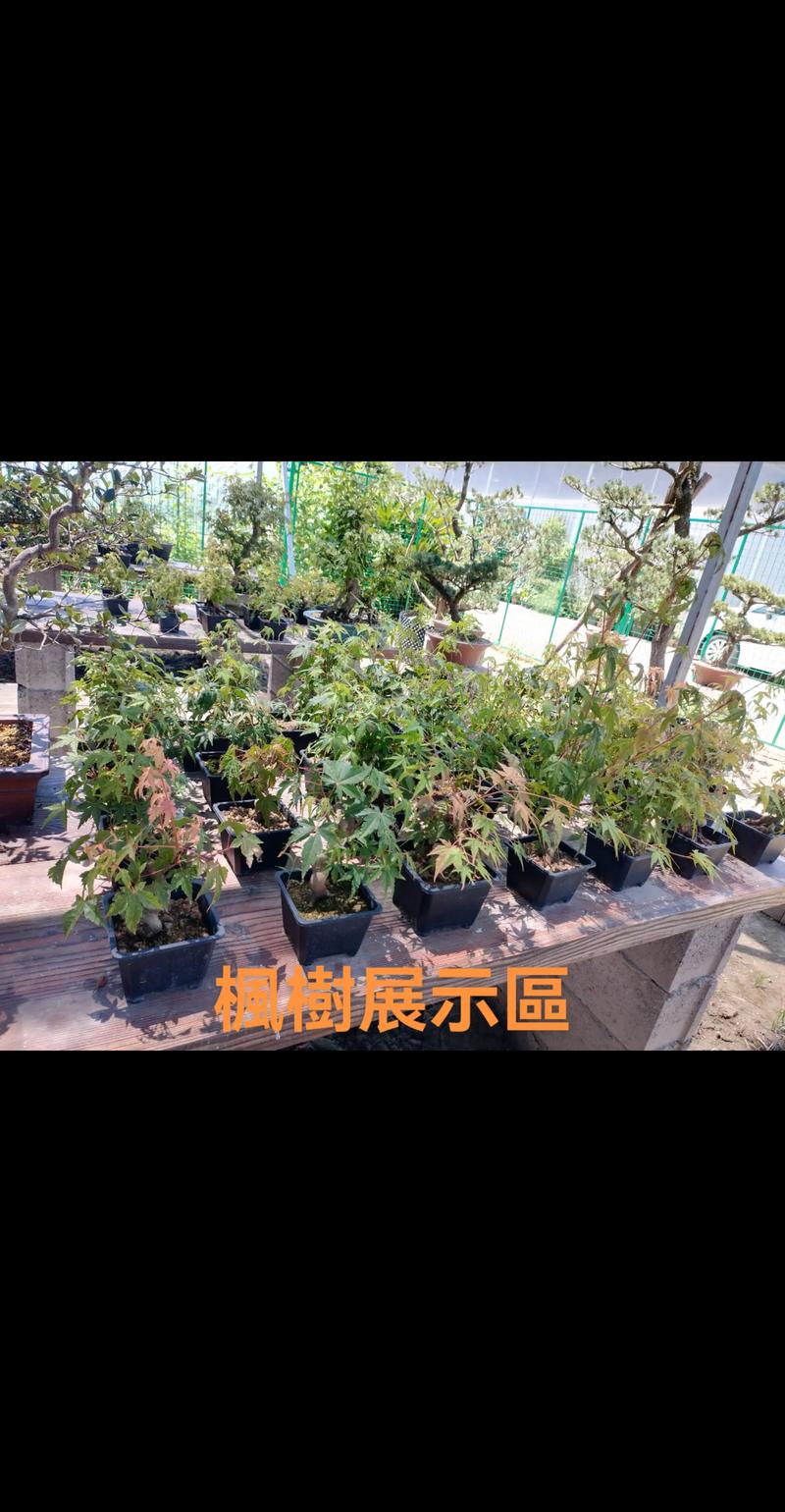 2026阜阳盆景基地供货商前五名盘点:专业采购指南与避坑指南