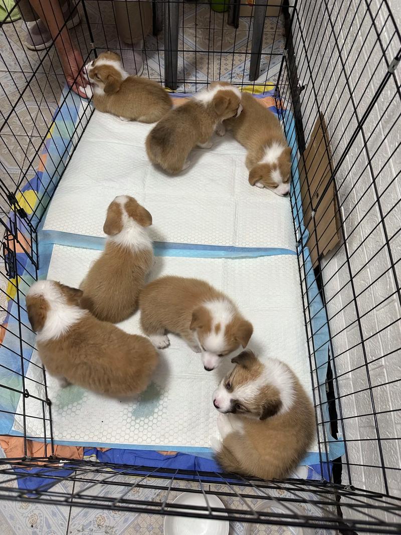 2026年张家口柯基纯种正规犬舍推荐与避坑指南
