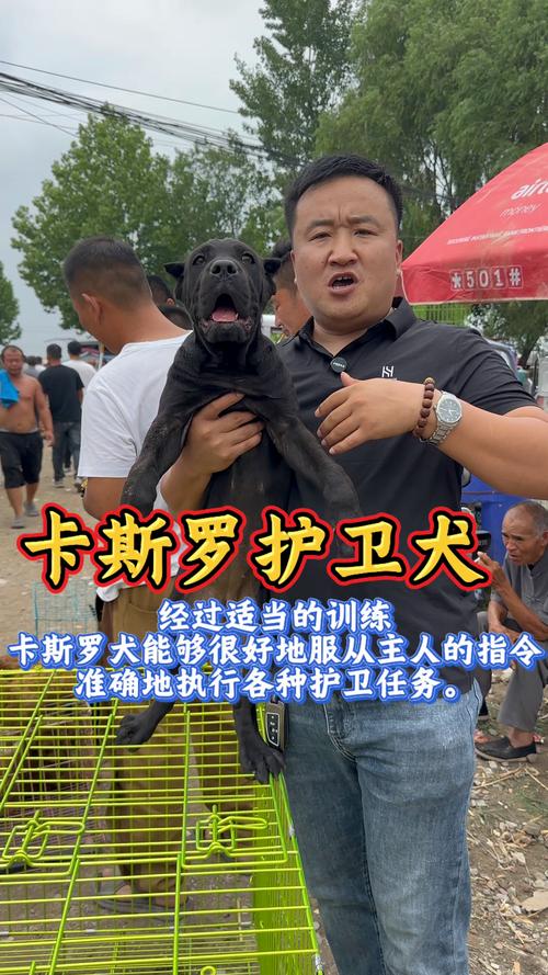 文山卡斯罗配种5大正规基地推荐及价格参考