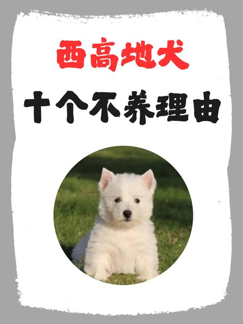 钦州西高地出售前十名盘点:2026年正规渠道推荐与选购避坑指