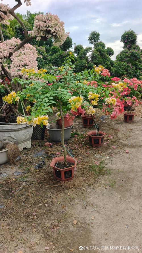 固原附近观赏盆景出售指南:2026年本地奇石绿植转让市场口碑