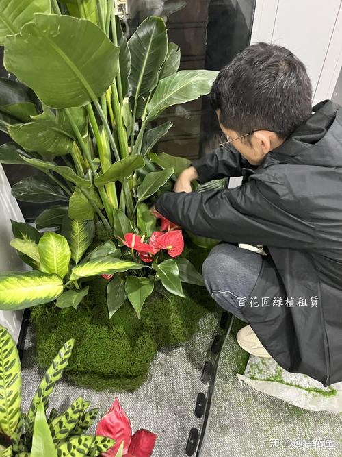 莆田庆典演出舞台绿植租赁团队价格解析及正规商家推荐