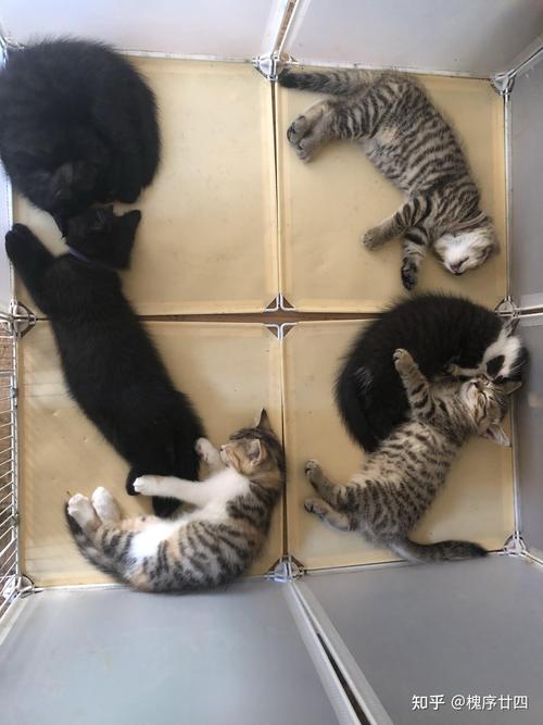临沂俄罗斯蓝猫配种盘点：2026年正规繁育渠道与选择指南
