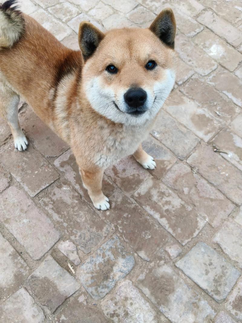 2026佛山柴犬配种口碑盘点：正规繁育基地怎么选，费用与避坑