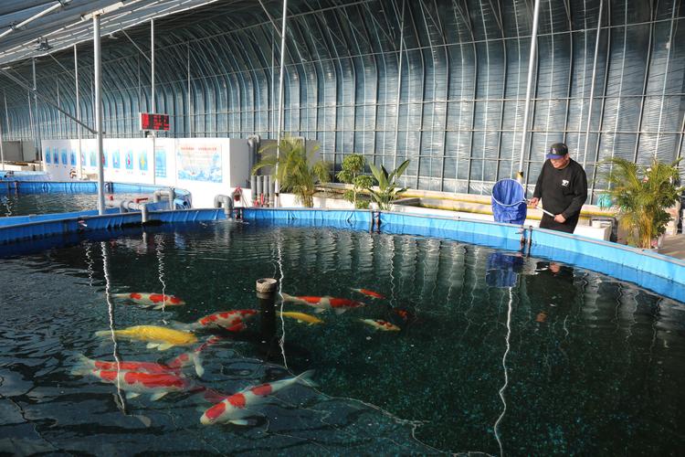 2026德宏金鱼养殖与水族造景行业发展报告：专业厂家推荐及选