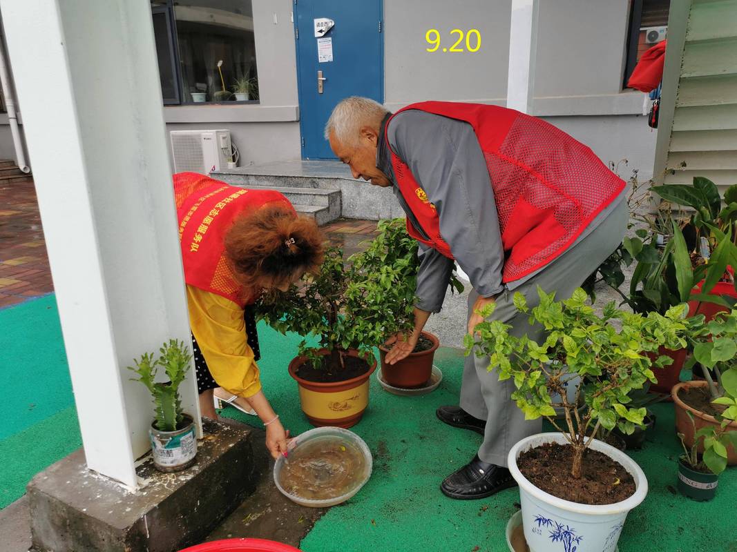 2026双鸭山盆景上门养护团队推荐:专业服务、收费标准与避坑