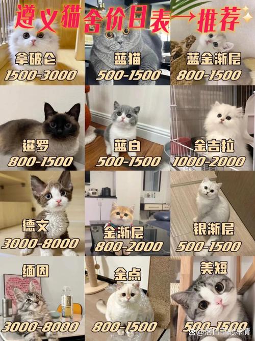 2026吉林波斯猫厂家正规购买指南:费用排名与口碑推荐