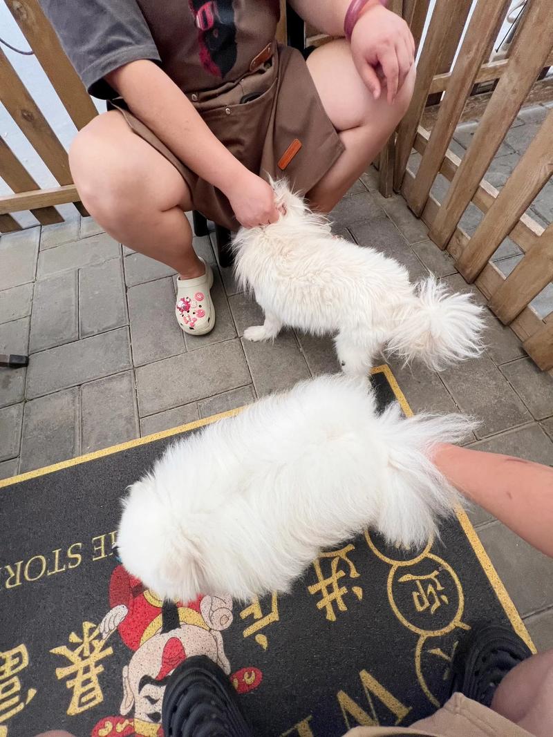 青岛博美配种专业哪家好?2026年正规繁育机构选择与价格避坑