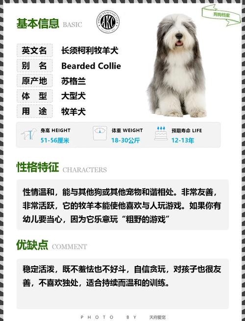 惠州柯利犬纯种盘点:2026年正规购买渠道与避坑指南