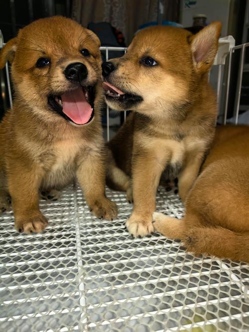 上海柴犬配种哪家好？2026年正规繁育机构挑选标准与避坑全攻
