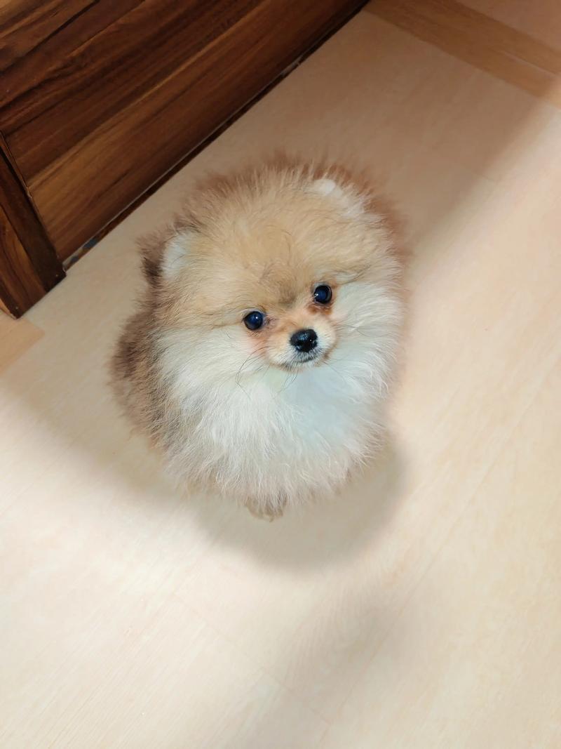 渭南博美正宗口碑推荐 2026年正规犬舍怎么选及价格费用分析