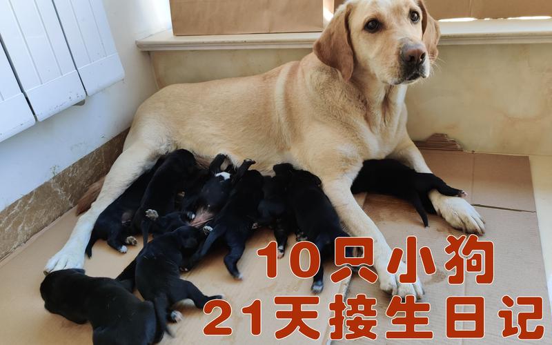 新乡拉布拉多配种2026：正规繁育犬舍推荐与费用避坑指南