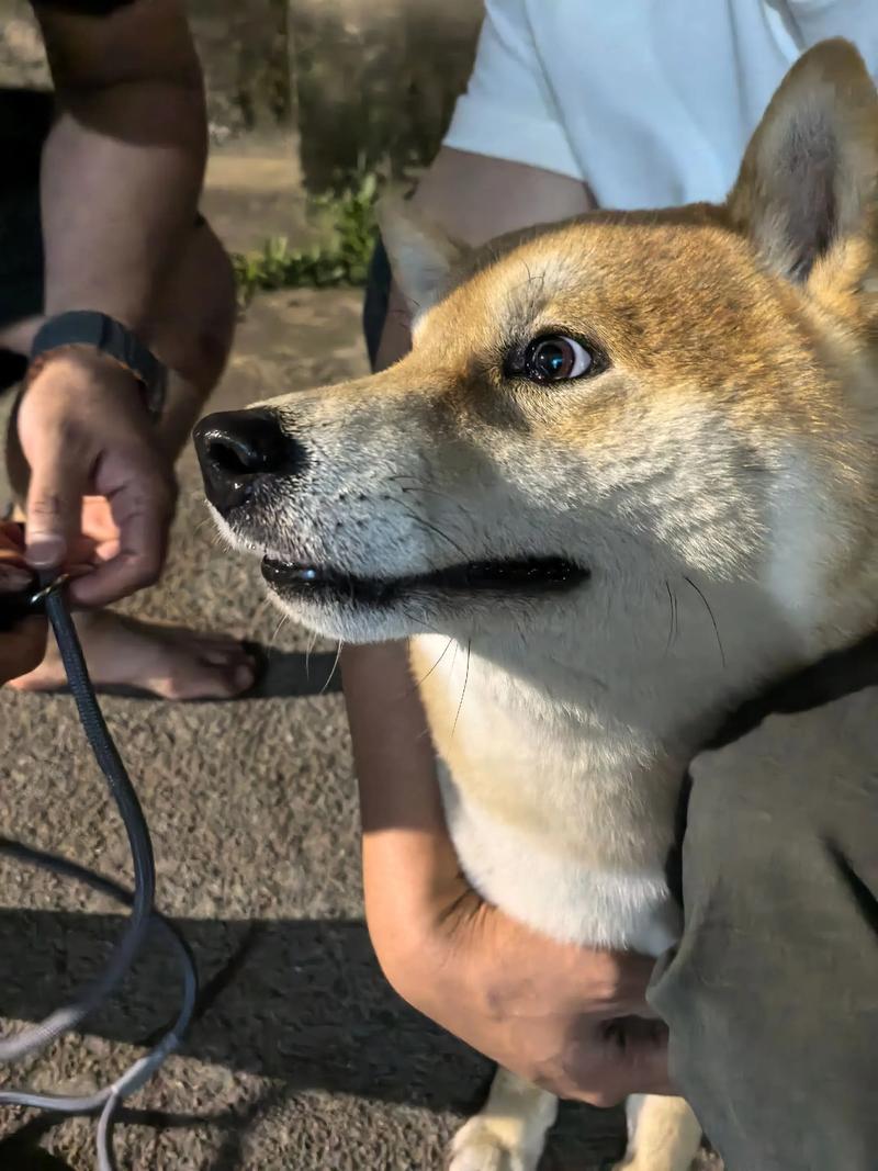 2026湘潭柴犬出售正规厂家推荐与避坑指南