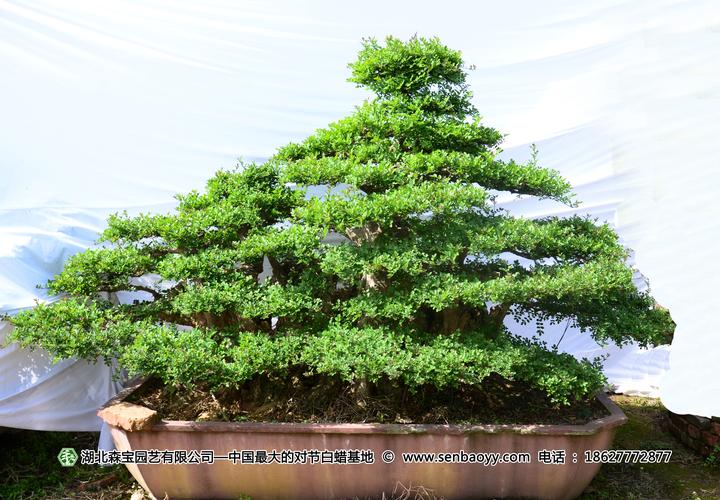 廊坊盆景基地供货商怎么选？2026正规企业盘点与避坑指南
