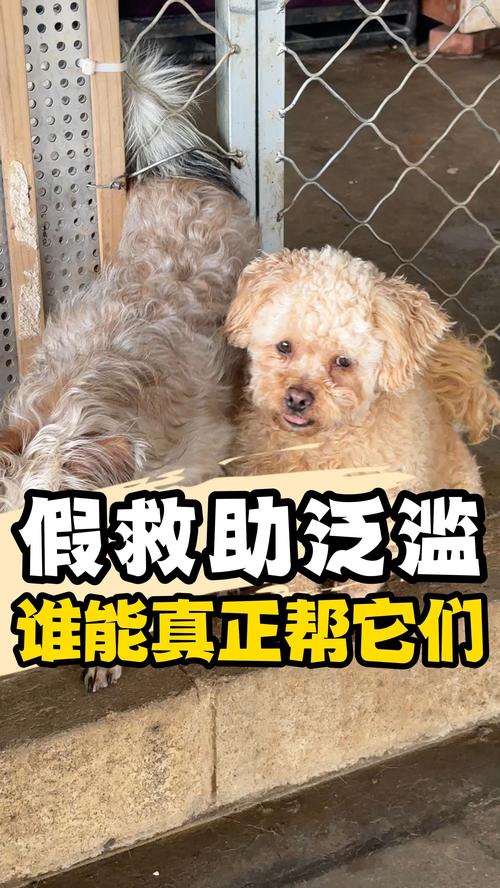柳州本地猫狗走失寻回前五推荐及2026年口碑排行