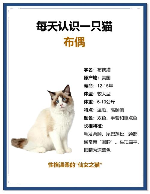 黑河布偶猫正宗排名2026:正规渠道与选购避坑全攻略