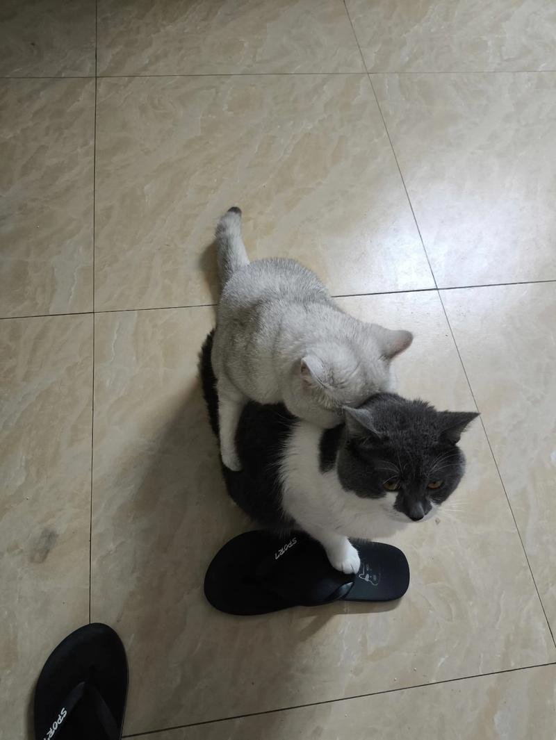 郴州新加坡猫配种前三怎么选？2026年正规配种中心口碑推荐