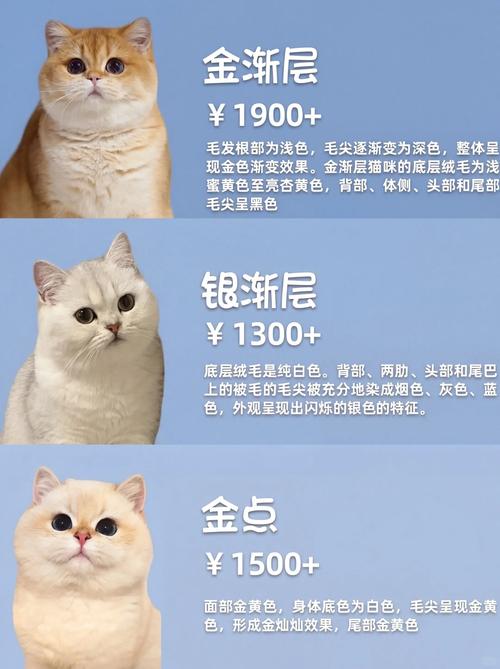 2026南充金渐层出售价格行情及正规选购指南