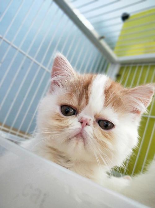 2026哈密加菲猫配种哪家强?正规商家推荐、价格解析与避坑指