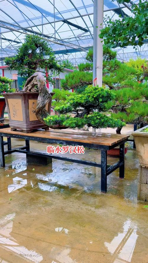 临沧庭院盆景同城急转推荐:2026年口碑前十、价格表与避坑指