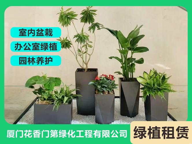 2026厦门同城奇石绿植转让正规渠道与选购指南
