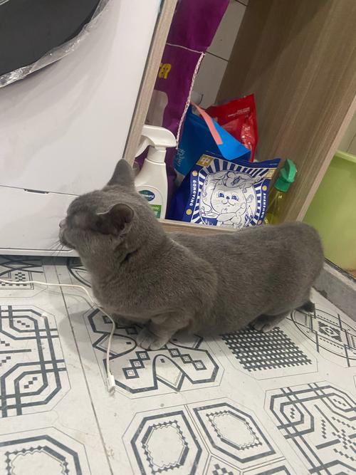贵港蓝猫配种正规指南：如何选择靠谱的繁育机构与价格参考