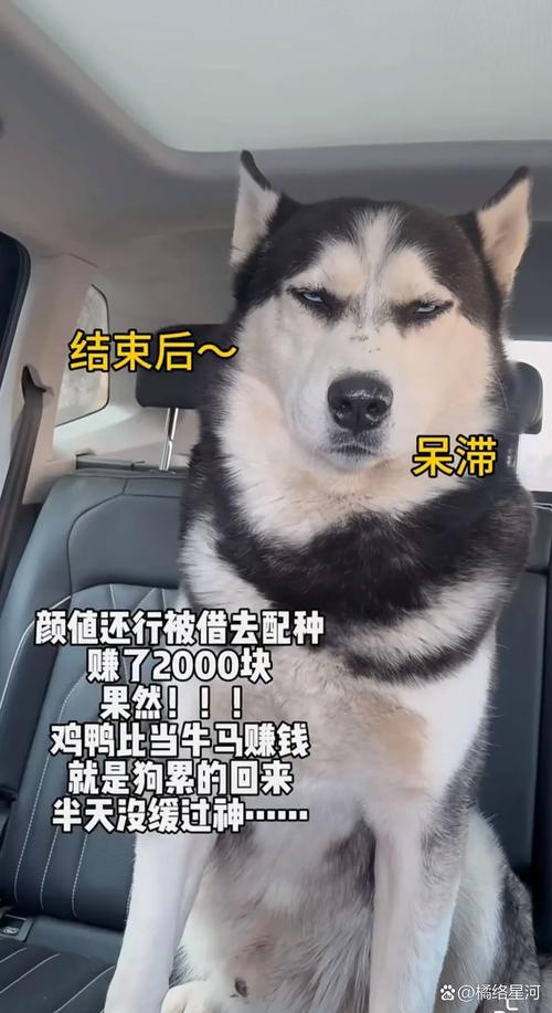 广州哈士奇配种费用全解析：正规机构选种指南与避坑建议