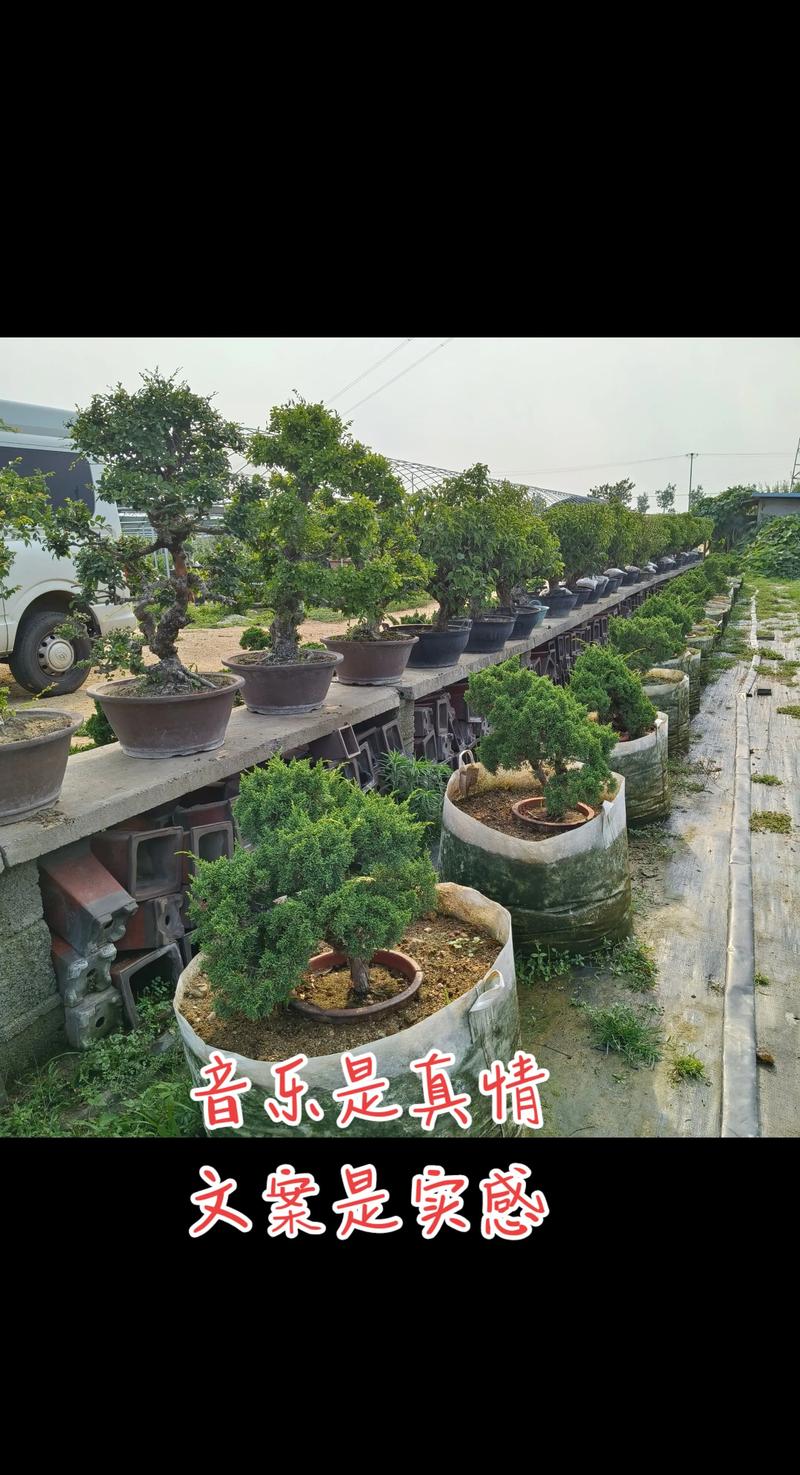 2026年福州庆典演出盆景基地供货商推荐：前十强盘点与避坑指
