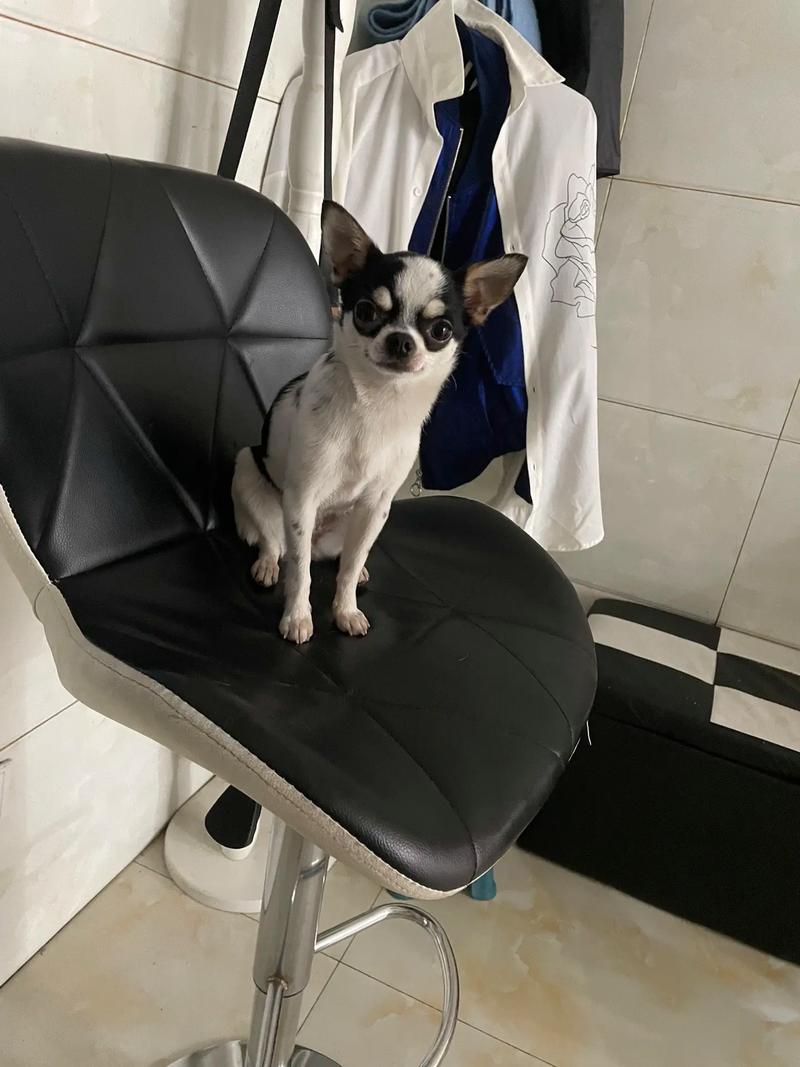 周口吉娃娃出售前十:2026年正规犬舍怎么选?价格与避坑全指