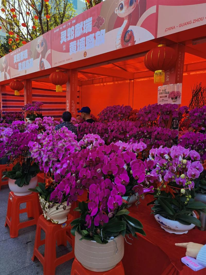 贵阳节庆鲜花批发商家盘点：2026年正规供货商推荐清单