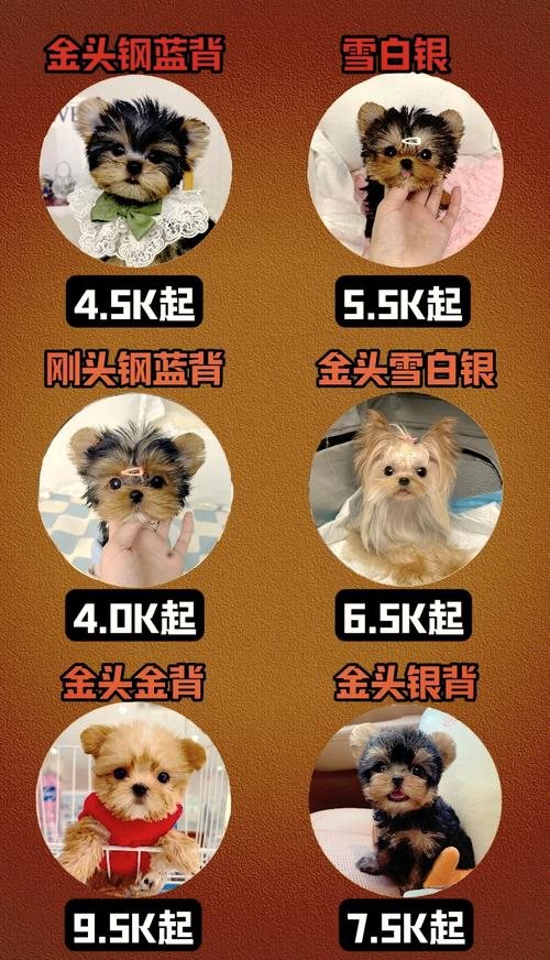 2026年云浮约克夏出售正规品牌盘点:前5名推荐及选购避坑指
