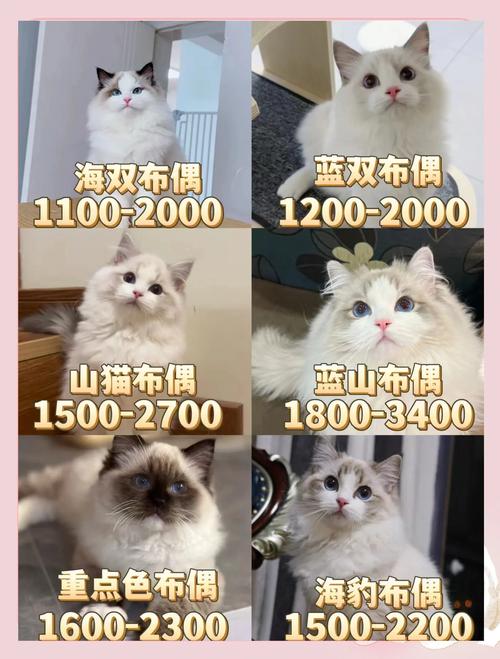 牡丹江布偶猫厂家怎么选？2026正规繁育机构推荐与避坑指南